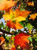 Acer Rubrum ‘Frank Jr.’ (PP16769)