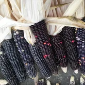 Corn, Oregon Blue, Flour
