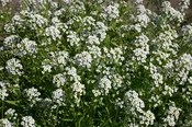 Alyssum – Sweet Tall White