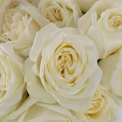 Polo White Roses