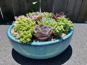 succulents delivered san diego — Thistle Floral