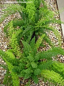 Foxtail Fern