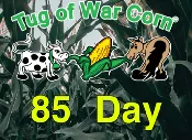 85-Day Conventional