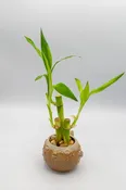 Blowfish Small Planter