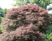 Acer palmatum var. dissectum 'Red Dragon'