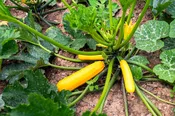 49er Squash Seeds