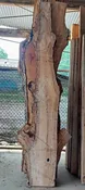 Persimmon Live Edge Wood Slab - 111"