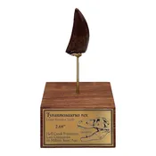 2.68" Tyrannosaurus rex (T-Rex) Tooth