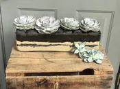 Echaveria PlanterIndoor & Gift Plants in Huntington NY | Plant Delivery Long Island
Floras Avenue