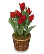 POTTED SPRING TULIPS