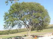American Elm / Florida Elm