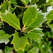 Ilex x 'Conaf' ~ Oakleaf Holly