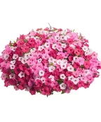 ABOVE AND BEYOND- 12" ANNUAL HANGING BASKET