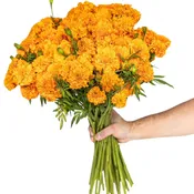 Ofrenda (marigolds)pre order