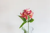 Alstroemeria — CA Flowers Wholesale