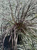 Andropogon gerardii 'Blackhawks' / BIG BLUESTEM — Franks Perennial Border