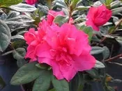 azalea x ‘encore’ AUTUMN ROUGE (3 gallon) Rhododendron Hybrid ‘Conlea’