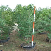 Acer Ginnala ‘Flame’