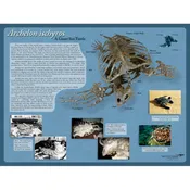 Archelon ischyros – Display Poster – Media Display