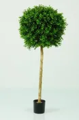 Boxwood Ball Tree