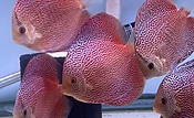 4.5-5.0" Penang Eruption