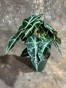 Alocasia Polly Plant in a 4" Grow Pot | Air Purifier Indoor Tropical Beauty | Live Alocasia Black Color Plant | Beginner Friendly Plant