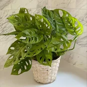 Swiss Cheese Green Plant