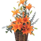 Asiatic Lilies [TF20-3]