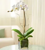 White Orchid Plant (Glass)