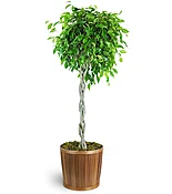 Braided Ficus Tree