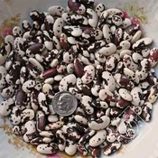 1,500 Year Old Cave Bean