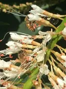 Bottlebrush Buckeye Aesculus parviflora