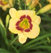 Custard Candy — Hillsdale Lily Garden