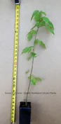 Little Leaf Linden Tree Tilla Cordata Live Potted Tree 32 - 40 Inches Tall