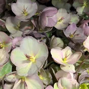 Antique Helleborus