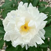 Allan Rogers Peony
