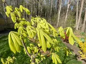 Aesculus hippocastanum, 'Wisselink' Horse Chestnut
