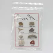 Fossil Collection Card