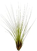 Juncea