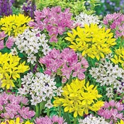 Eye Candy™ Allium Mixture