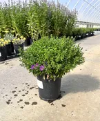Aster, Woods Purple #1