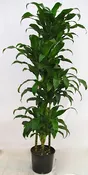 10" Dracaena Hawaii Girl c/b
