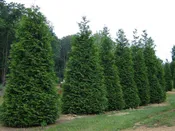 Arborvitae, Green Giant #3