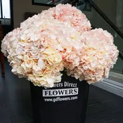 Blush Pink Hydrangeas Box