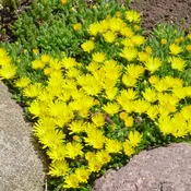 Delosperma nubigenum - Hardy Yellow Ice Plant