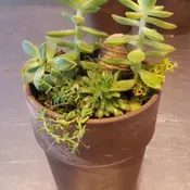 Potted Succulent Garden