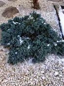 Blue Star Juniper
