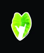 Aloha Driver Sticker