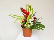 Terracotta Tropicalia — Nourish Botanica