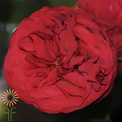Red Piano Garden Roses